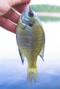 Sunfish, aka, White Crappie