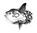Sunfish hand drawn vector illustration