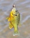 Sunfish On Hook