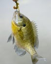 Sunfish On A Hook