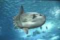 Sunfish Royalty Free Stock Photo