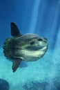 Sunfish, mola mola, Adult Royalty Free Stock Photo