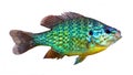 Sunfish Pumpkinseed Bream Lepomis gibbosus - colorful freshwater fish - white background - Sorete Biban soare - aquarium fish