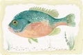 Sunfish Royalty Free Stock Photo