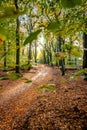 Sunflair on footpath at forest in autumn season, netherlands