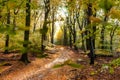 Sunflair on footpath at forest in autumn season, netherlands Royalty Free Stock Photo