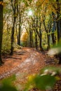 Sunflair on footpath at forest in autumn season, netherlands