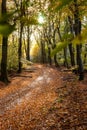 Sunflair on footpath at forest in autumn season, netherlands