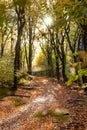 Sunflair on footpath at forest in autumn season, netherlands