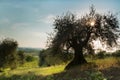 Sunflare in olive tree Royalty Free Stock Photo