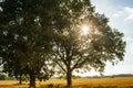 Sunflare through the trees, cereal fields are in background Royalty Free Stock Photo