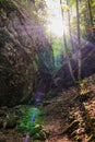 sunflares between rocks in the wood