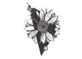 Sunflofers tattoo. flower in a black tregole with a star. Vector black and white illustration art. Royalty Free Stock Photo