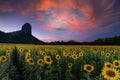 Sunflowe field with mountain on twilight sky at Lop buri province, Thailand Royalty Free Stock Photo