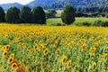 Sunflowe fields near Soria, Spain Royalty Free Stock Photo