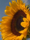 Sunflower 1