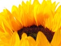 Sunflower Royalty Free Stock Photo