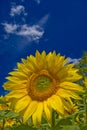 Sunflower Royalty Free Stock Photo