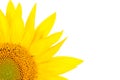 Sunflower Royalty Free Stock Photo