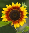 Sunflower Royalty Free Stock Photo