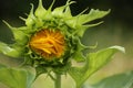 Sunflower bud getting ready to open Royalty Free Stock Photo