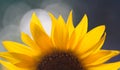 Sunflower Royalty Free Stock Photo
