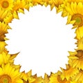 Sunflower Royalty Free Stock Photo