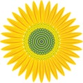 Sunflower Royalty Free Stock Photo