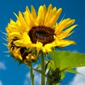 Sunflower Royalty Free Stock Photo