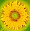 bright yellow sunflower flower Royalty Free Stock Photo