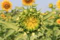 Sunflower#2 Royalty Free Stock Photo