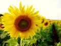 Close up beautiful sunflower sky background Royalty Free Stock Photo