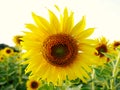 Close up yellow sunflower sky background Royalty Free Stock Photo