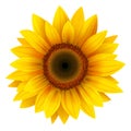 Sunflower Royalty Free Stock Photo