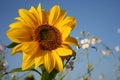 Sunflower Royalty Free Stock Photo