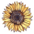 Sunflower