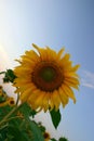 Sunflower Royalty Free Stock Photo