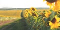 SunflowerSunflower field panorama. Dirt road on a field