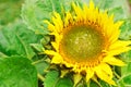 Sunflower Royalty Free Stock Photo