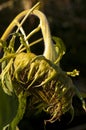 Sunflower Royalty Free Stock Photo