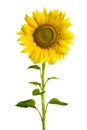 Sunflower Royalty Free Stock Photo