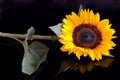 Sunflower Royalty Free Stock Photo