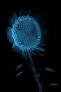 Sunflower (3D xray blue)