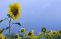 Sunflower Royalty Free Stock Photo