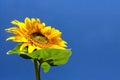 Sunflower Royalty Free Stock Photo