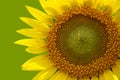 Sunflower Royalty Free Stock Photo