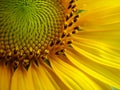 Sunflower Royalty Free Stock Photo