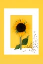 Sunflower Abstract Background with Healthy Seeds Royalty Free Stock Photo