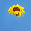 Sunflower abstract and blue sky Royalty Free Stock Photo