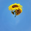 Sunflower abstract and blue sky Royalty Free Stock Photo